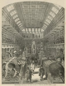 The Hunterian Museum at the Royal College of Surgeons by English School
