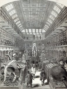 The Hunterian Museum, at the Royal College of Surgeons by English School