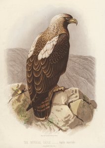 The Imperial Eagle, Aquila Imperialis by English School