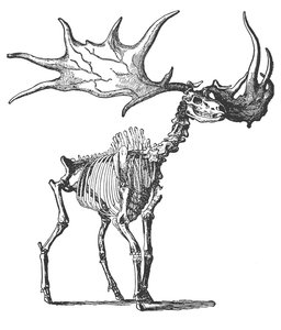 The Irish Elk (Megaceros Hibernicus) by English School