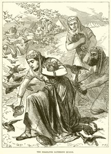 The Israelites Gathering Quails by English School