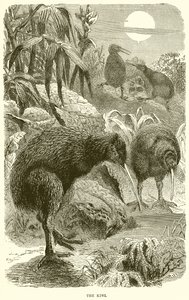 The Kiwi by English School