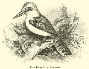 The Laughing Jackass by English School
