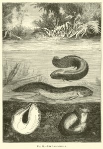 The Lepidosiren by English School