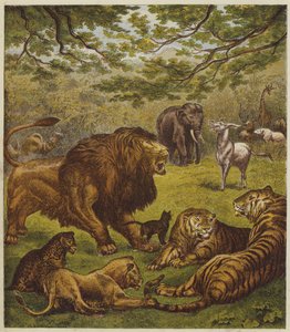 The Lion