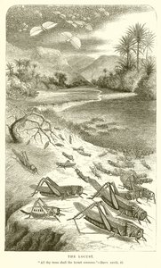 The Locust by English School