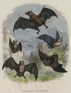The Madagascar and Other Bats by English School