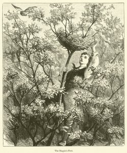 The Magpie