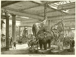 The Mammalia Saloon by English School
