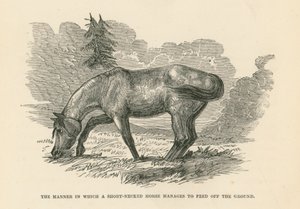 The Manner in Which a Short-Necked Horse Manages to Feed Off the Ground