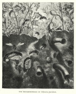 The Metamorphoses of Odynerus parietum by English School