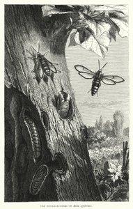 The Metamorphoses of Sesia apiformis by English School