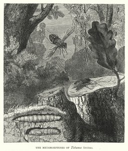 The Metamorphoses of Tabanus bovinus