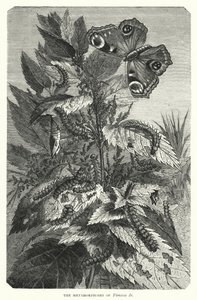 The Metamorphoses of Vanessa Io by English School