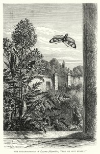 The Metamorphoses of Zygaena filipendulae, "The Six Spot Burnet" by English School