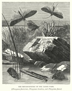 The Metamorphoses of the Caddis Flies, Phryganea Flavicornis, Phryganea Rhombica, and Phryganea Fusca by English School