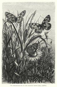 The Metamorphoses of the Marbled White, Arge Galathea by English School
