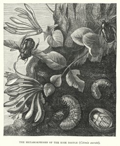 The Metamorphoses of the Rose Beetle, Cetonia aurata