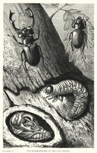 The Metamorphoses of the Stag Beetle by English School