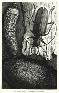 The Metamorphosis of Acanthophorus Serraticornis by English School