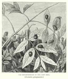 The Metamorphosis of the Lady Bird, Coccinella septempunctata