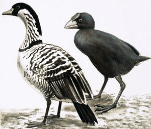 The Ne-Ne or Hawaiian Goose and Takahe bird by English School