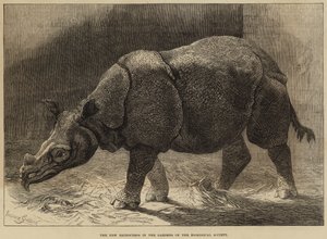 The New Rhinoceros in the Gardens of the Zoological Society by English School
