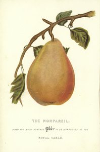 The Nonpareil by English School