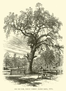 The Old Elm, Boston Common, Blown Down, 1876 by English School