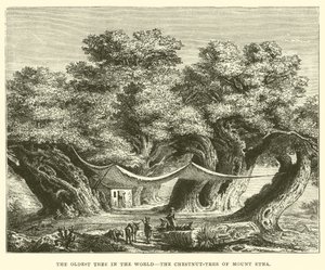 The Oldest Tree in the World, the Chestnut-Tree of Mount Etna by English School