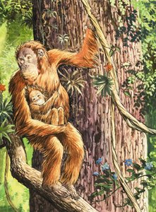 The Orang-utan