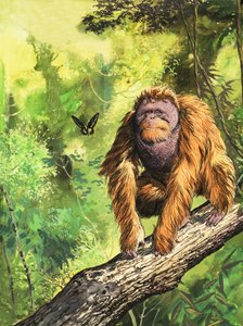 The Orangutan