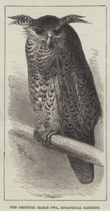 The Oriental Eagle Owl, Zoological Gardens by English School