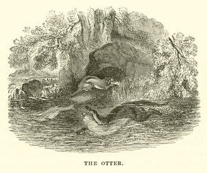 The Otter