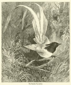 The Paradise Flycatcher