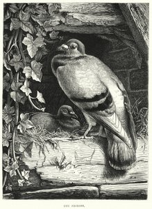 The Pigeons by English School