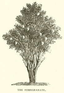 The Pomegranate