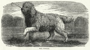 The Poodle by English School
