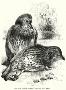 The Poor Thrush Mourning Over Its Dead Mate by English School