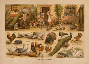 The Poultry Yard by English School