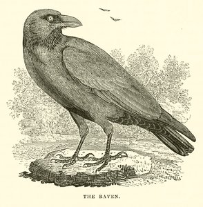 The Raven (engraving) by English School