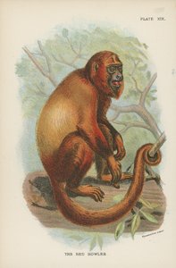 The Red Howler