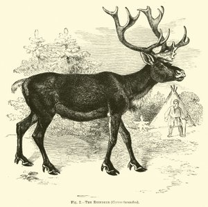 The Reindeer by English School