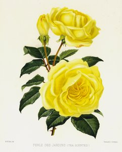 The Rose Garden: Perle Des Jardins, Tea Scented by English School