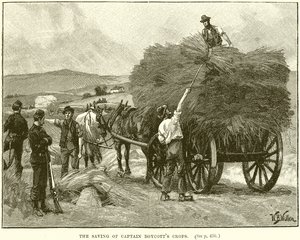 The Saving of Captain Boycotts Crops