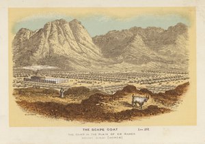 The Scape Goat, the Camp in the Plain of Er Raheh Mount Sinai, Horeb by English School