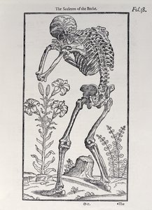 The Sceleton of the Backe, plate from The Historie of Man published by John Banister, 1578