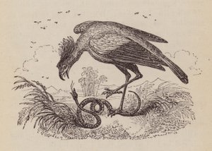 The Secretary Bird by English School