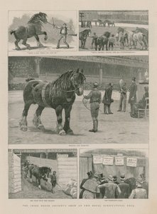 The Shire Horse Societys Show at the Royal Agricultural Hall
