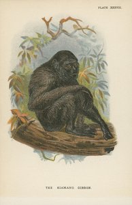 The Siamang Gibbon by English School
